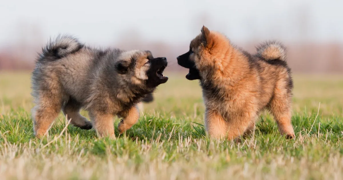 Puppy chewing a natural bone, illustrating careful selection of best natural chew toys for puppies