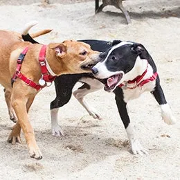 Puppy gently mouthing a human hand