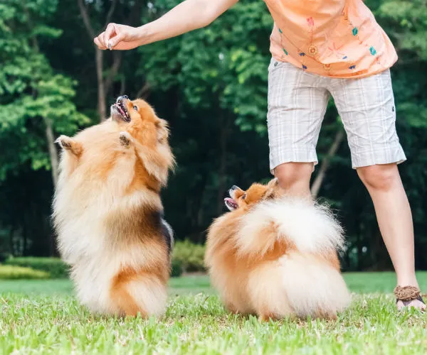 Puppy playing with a chew toy in a safe, enclosed area.