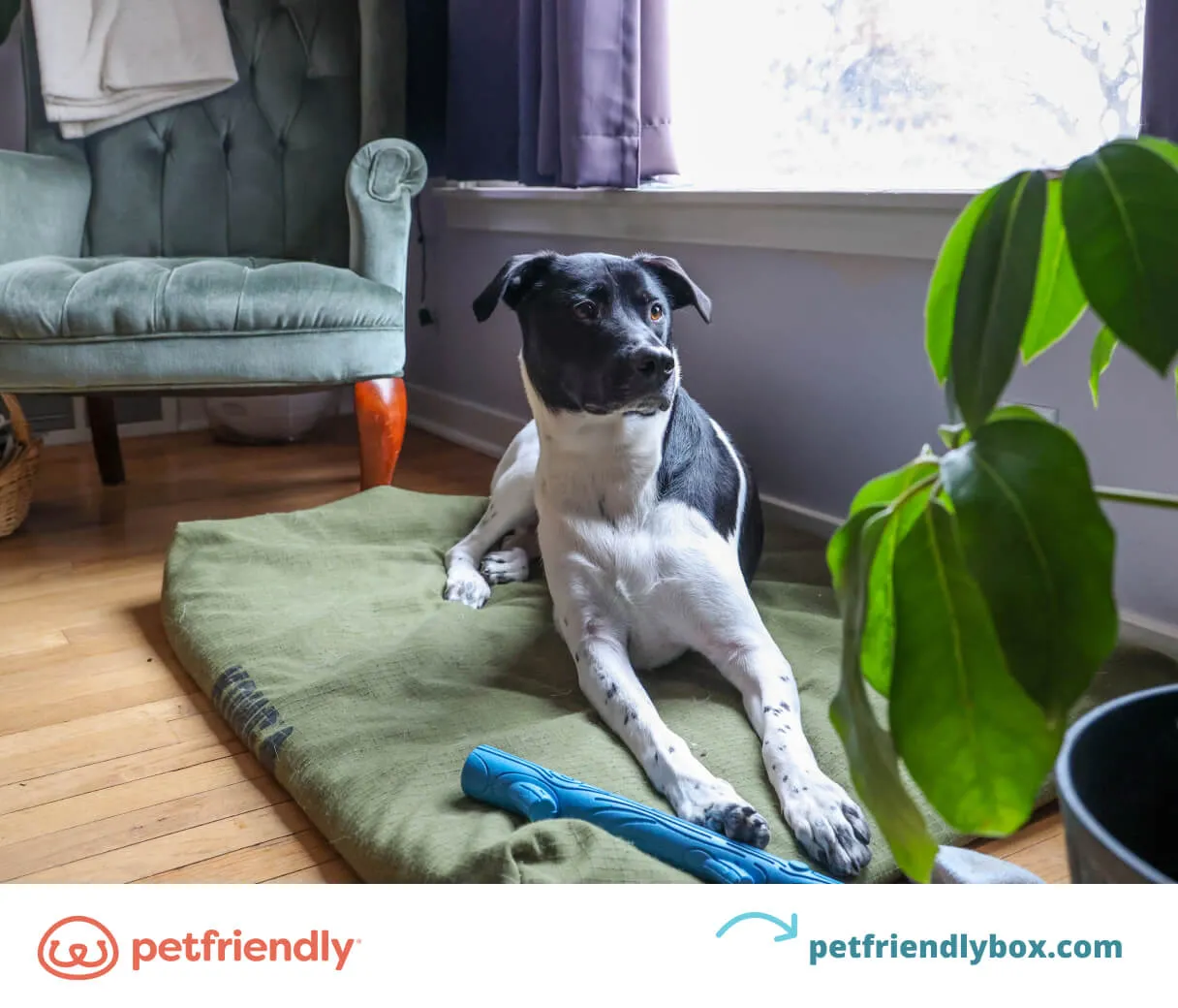 Puppy relaxing comfortably on its designated 'place' mat, learning boundaries and self-control with this useful puppy trick.
