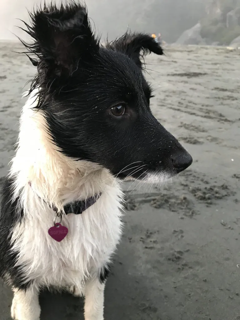 Puppy Sophie on a crowded beach, demonstrating progress with relationship-based dog training from books