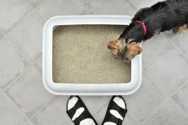 Puppy standing near a dog litter box with artificial turf, suggesting indoor potty training options.