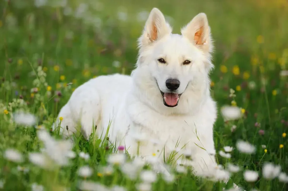 Pure White German Shepherd with soft fur