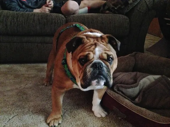 Radar is an Old English Bulldog who was exhibiting territorially aggressive behavior.