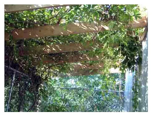 Rafters installed over a chain link kennel, with wires woven across for vine support.