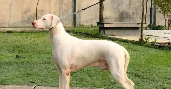 Rajapalayam dog with sleek white coat