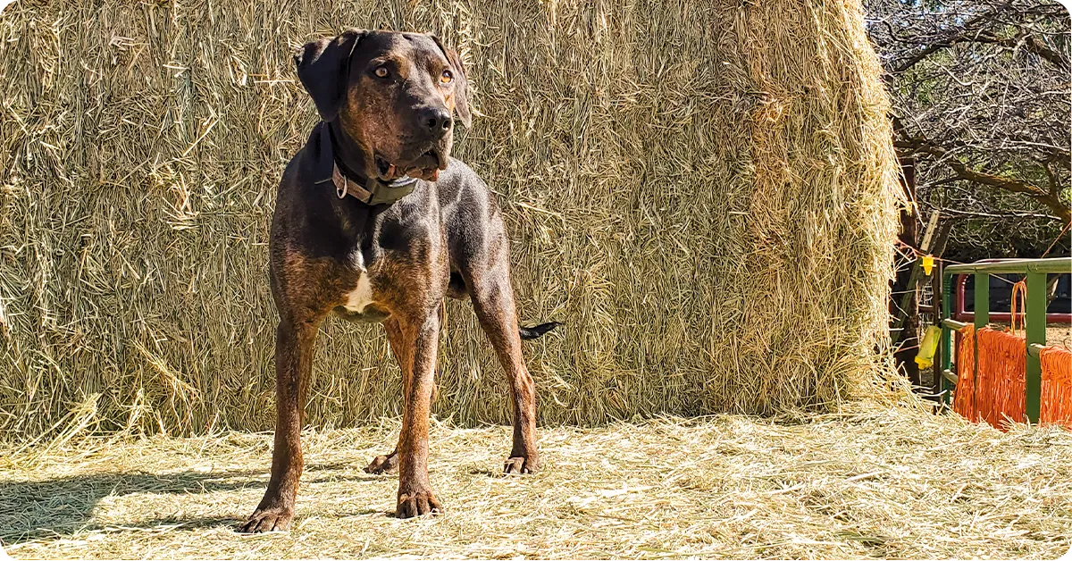 ranch-dog-catahoula-img1a