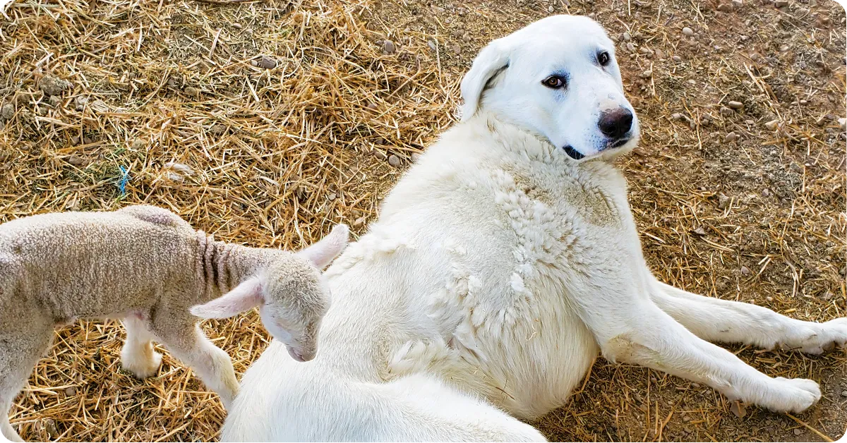 ranch-dog-great-pyrenees-img1a