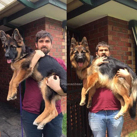 Rapid growth of a German Shepherd from 4 months to 6 months old