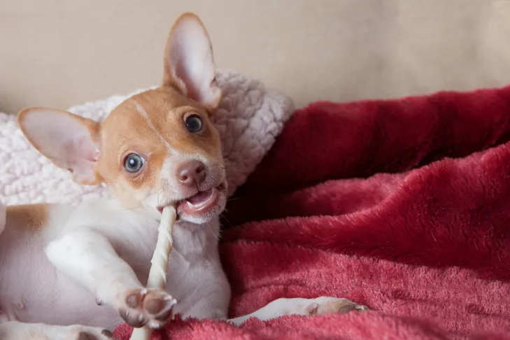 Rat Terrier puppy resting in bed, chewing on a rawhide treat, illustrating a contented small breed puppy.