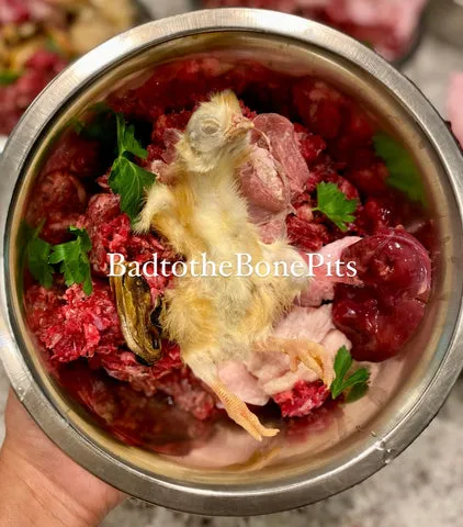Raw ground beef and organ meat meal for Pitbull with whole prey chick and mussels
