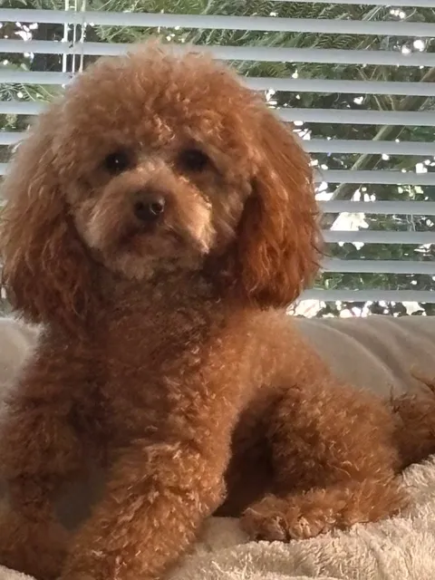 Red and Apricot Toy Poodle Puppy