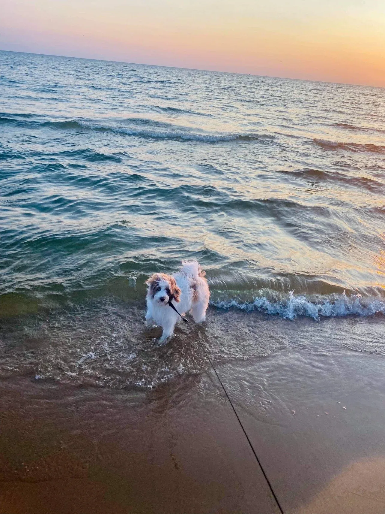 red and white parti mini toy aussiedoodle with blue eyes
