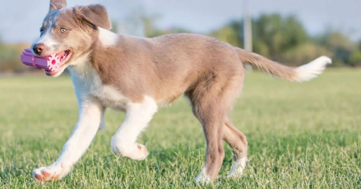 Red KONG teething stick with grooves for treats, designed for 8-week-old puppies to chew and fetch