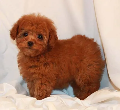 Red Poodle Puppy