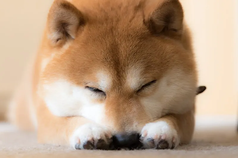 Red Shiba Inu dog resting with head between paws