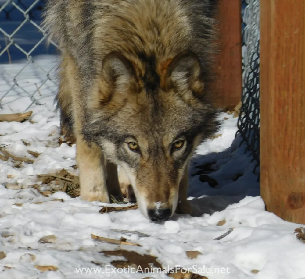 Red wolf puppy playing
