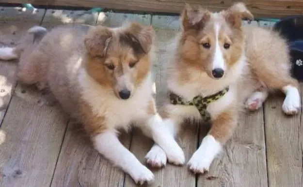 Reese, the Sheltie, now grown, holding paws with his best friend, Riley, in a natural pose