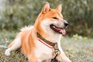 Regal Shiba Inu with curled tail, an independent and clean dog.