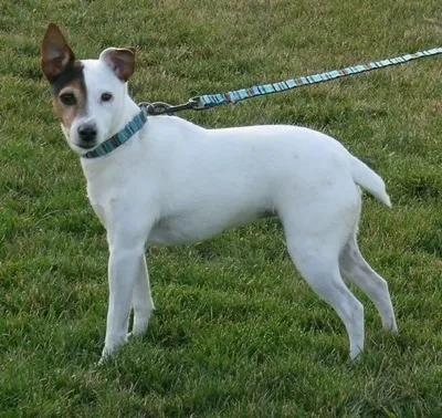 Reign-Bo, a confident 7-year-old black, white, and tan Parson Russell Terrier, wearing a teal collar and leash, standing in green grass, embodying the breed's spirited and intelligent disposition.