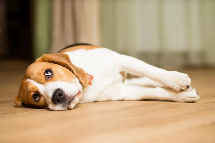 Relaxed Beagle dog lying on floor, benefitting from calming treats.