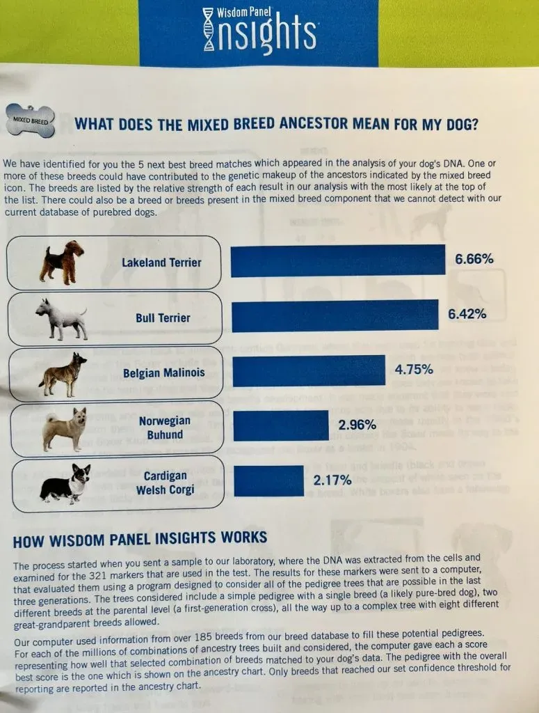 Results of a Wisdom Panel DNA test for a mixed breed dog, aiding seniors in understanding their pet's genetic background.