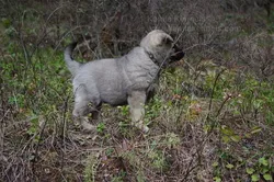Rigel, a perfect example of an Elkhound bred for instinctive traits