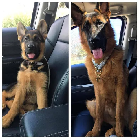 Riggs the German Shepherd puppy at 9 weeks versus his majestic look at 7 months
