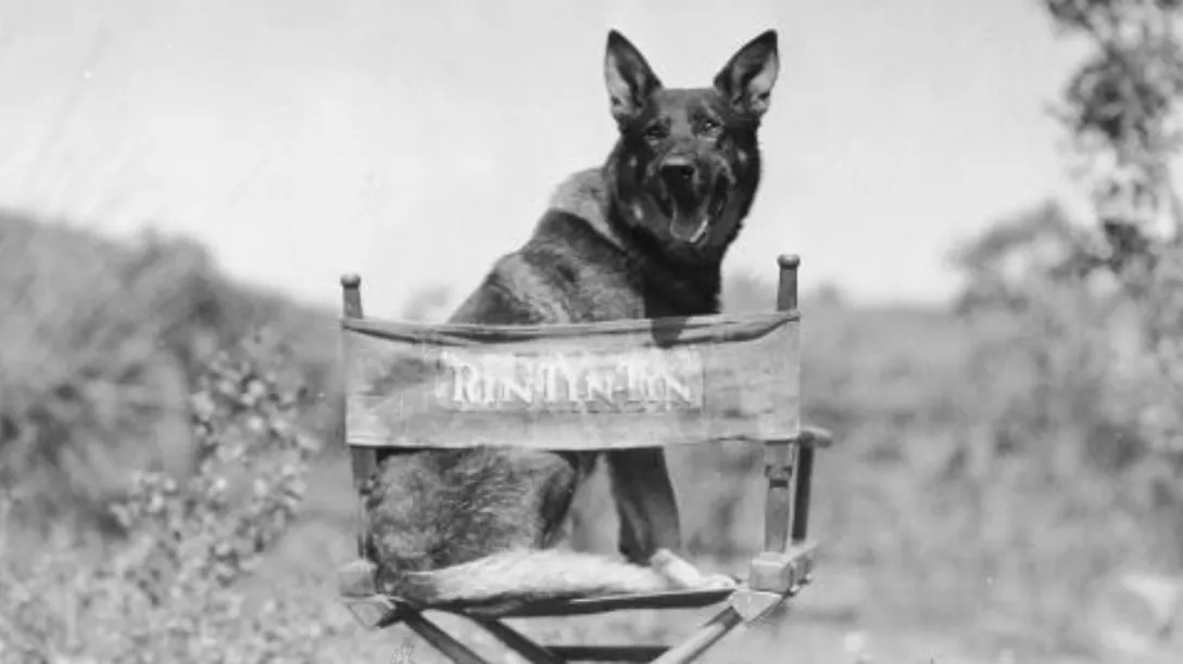 Rin Tin Tin, a German Shepherd dog, poses regally in a black and white film still, representing an early real-life dog movie star.
