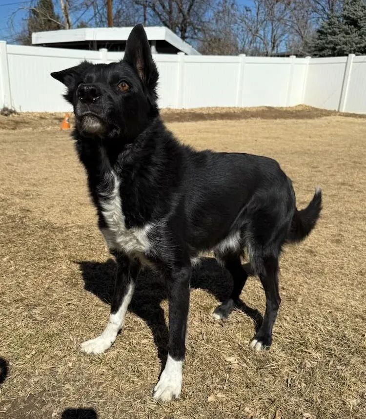 Robbie, a 12-year-old purebred Border Collie from Denver, CO, who is intelligent, athletic, and loves to learn
