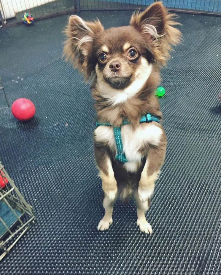 Rocco, an inquisitive puppy, learning and playing during his first days at Daily Dog Digs