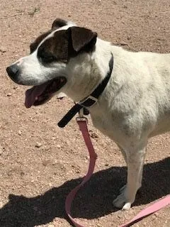 Rocky, an 8-year-old calm, sweet, and dog-friendly dog from Denver, CO, with unique fuzzy heeler coloring