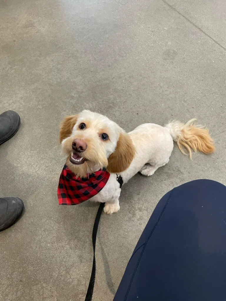 Rorrie, a beautiful miniature dapple dachshund, observing her surroundings.