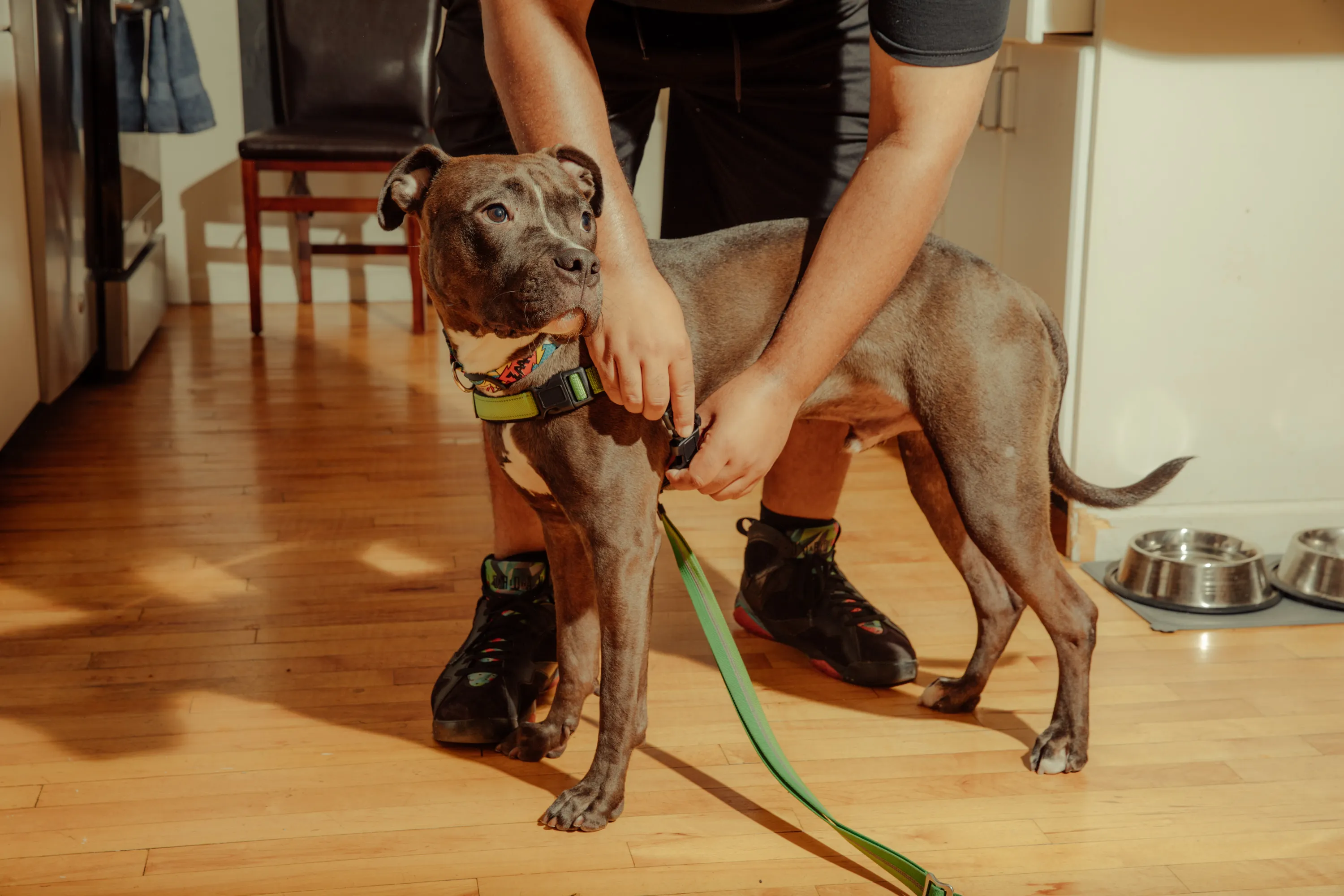 Rosario fastens Reggie’s harness.