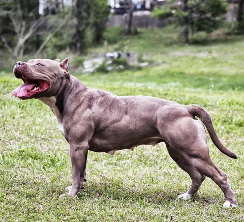 Rose from Manmade Kennels, a well-conditioned bully breed dog.