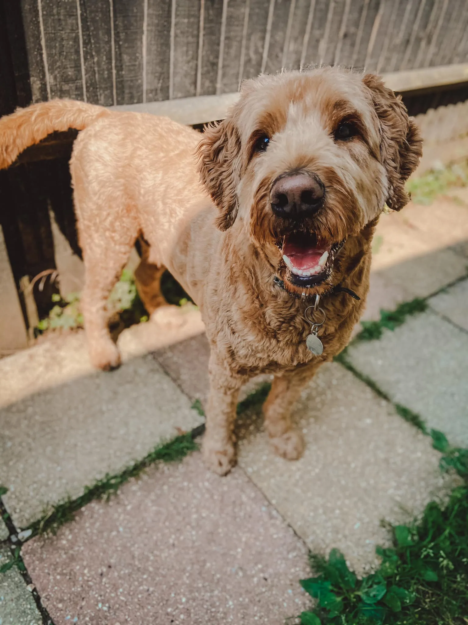 Rothko, a calm and happy dog, experiencing regular joyful visits to Daily Dog Digs