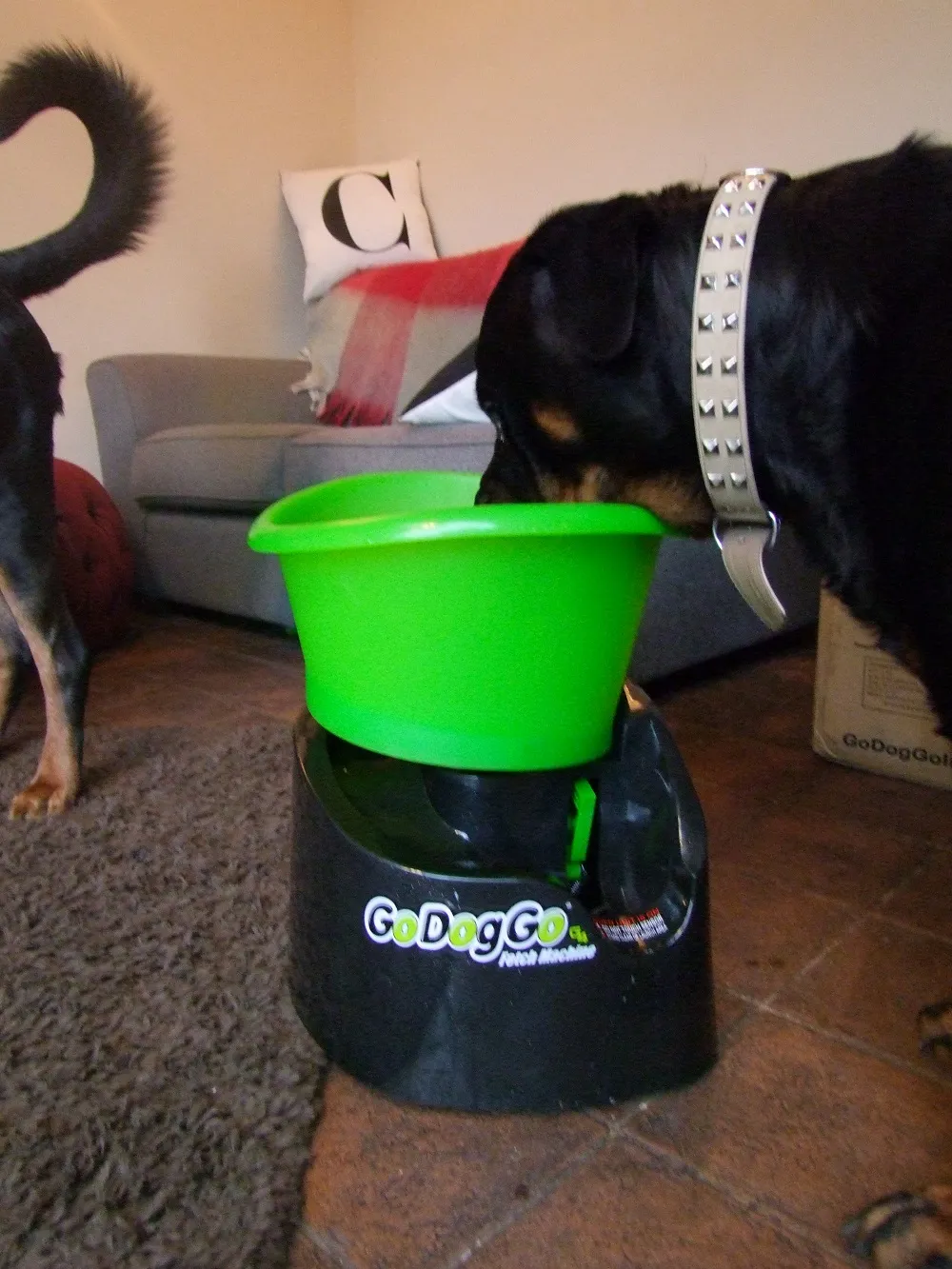Rottweiler Christopher eagerly watching the GoDogGo automatic dog ball thrower, ready to play