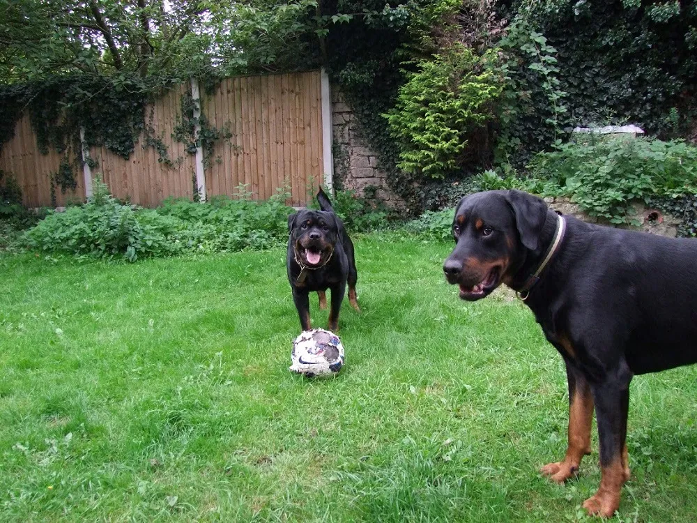 Rottweiler dog Mia resting on a comfortable Scruffs dog bed