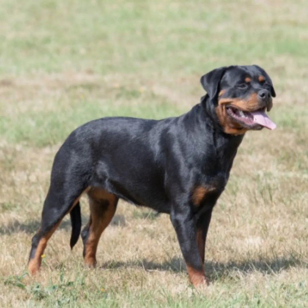 Rottweiler dog standing in grass