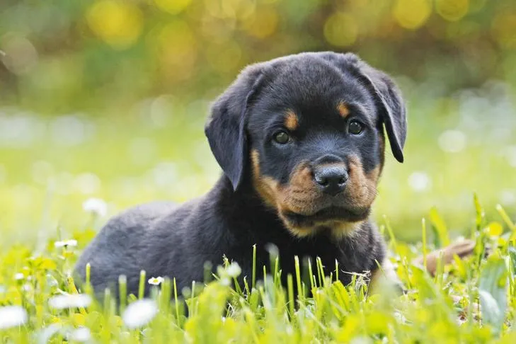 Rottweiler puppy laying on grass, representing breeds at higher risk for parvo, even at 6 months old