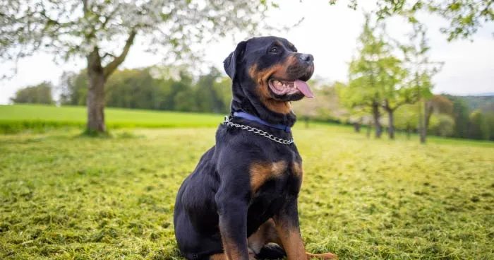 Rottweiler puppy looking innocent