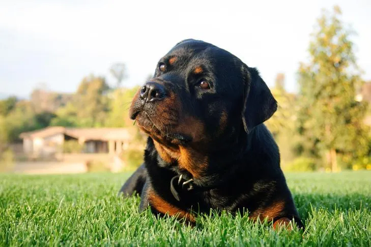Rottweiler resting in a garden