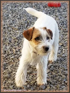 Rough-coated Jack Russell Terrier, Tilly, a potential mom, showcasing her distinct wiry fur.