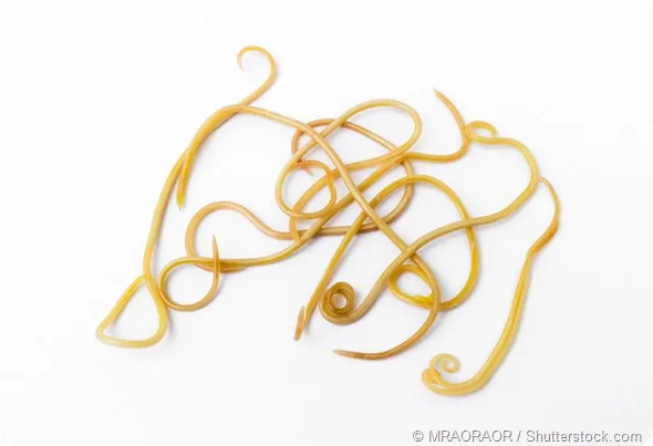 Roundworm eggs in dog feces