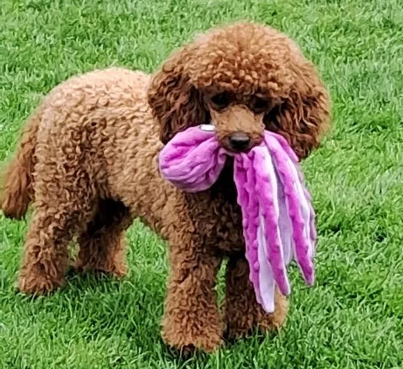 Roxy, a stunning Toy Poodle, joyfully playing in a lush green field, showcasing her vibrant energy.