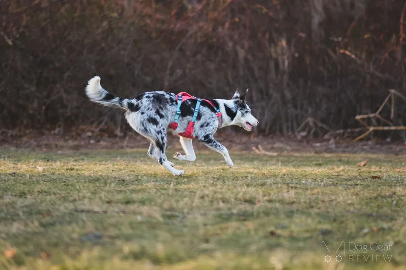 Ruffwear Flagline harness in Salmon Pink on a dog, demonstrating secure fit and adjustability