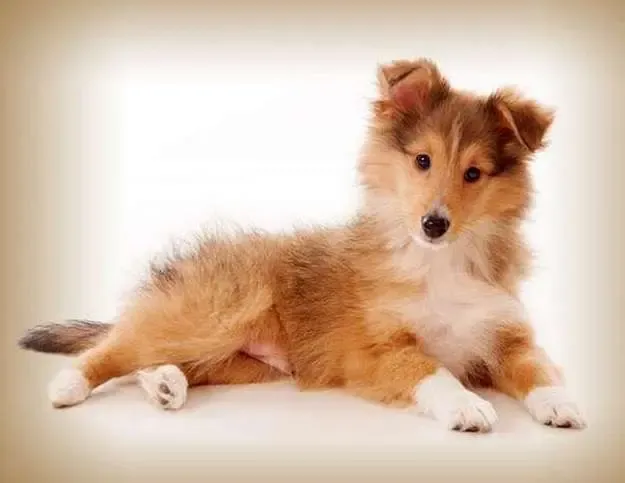 Rupert, the Sheltie, now grown, looking curious amidst scattered furniture