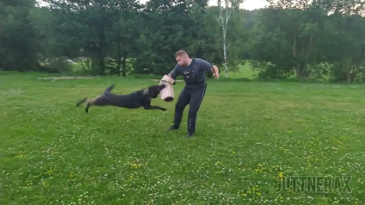 Sable German Shepherd Puppy