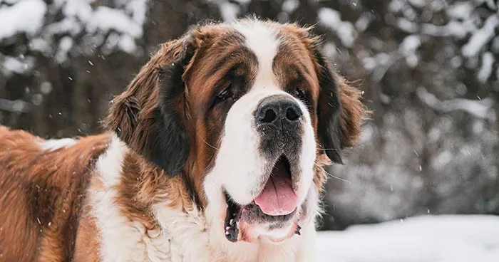 Saint Bernard dog with characteristic markings