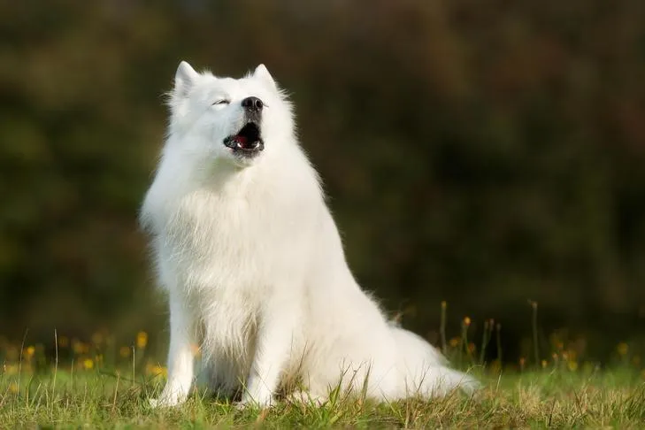 Samoyed sitting outdoors howling, showcasing its powerful and tireless nature as a sled dog.